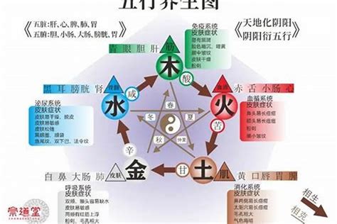 水 木 五行|五行